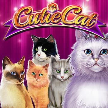 Cutie Cat
